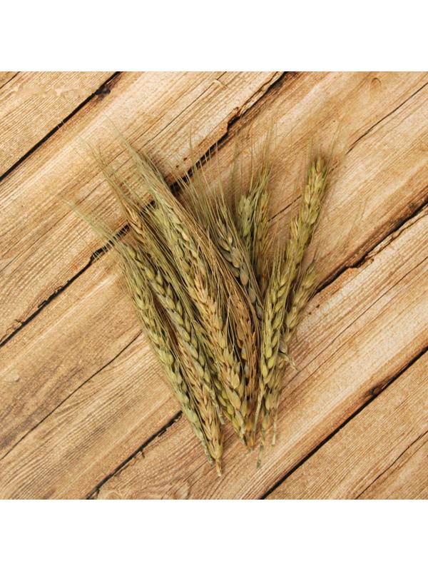 Сухой колос пшеницы, набор 20 шт.