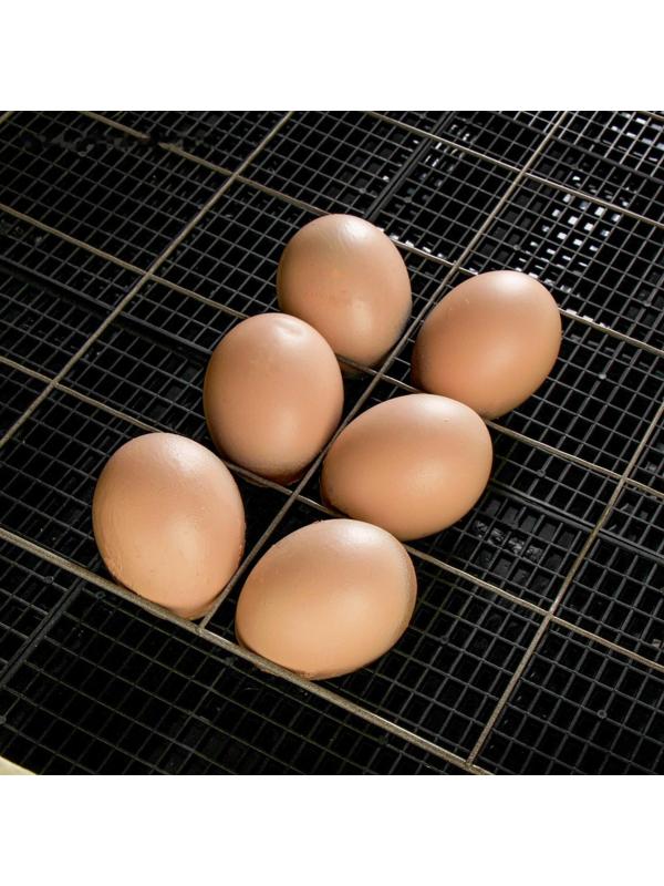 Инкубатор бытовой «Золушка», на 70 яиц, автоматический переворот, 220 В/12 В