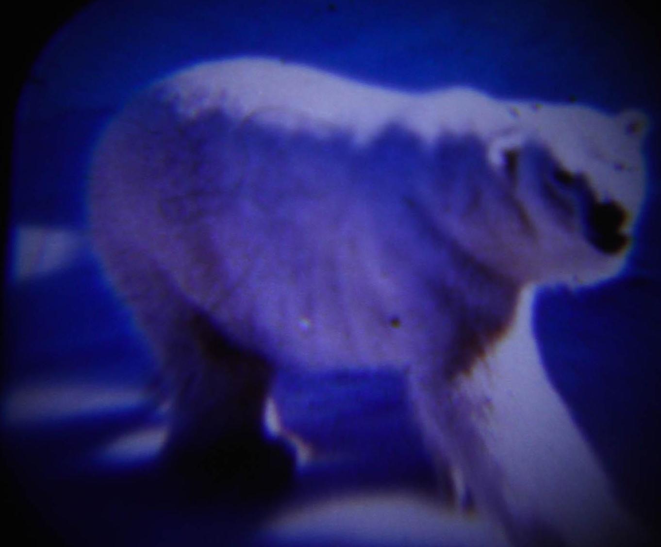 Проектор-фонарик с животными «Фиксики», батарейки в набор не входят