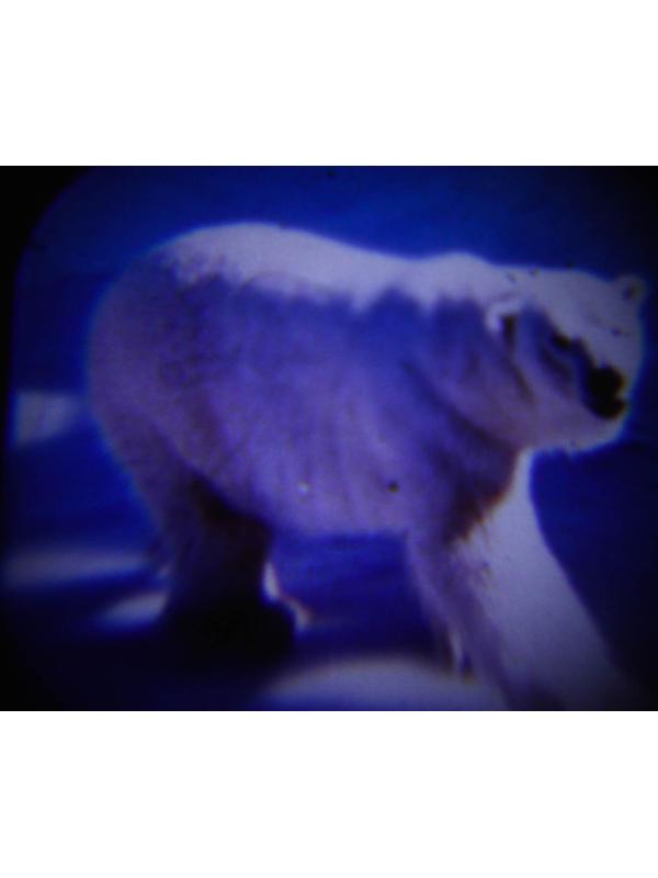 Проектор-фонарик с животными «Фиксики», батарейки в набор не входят