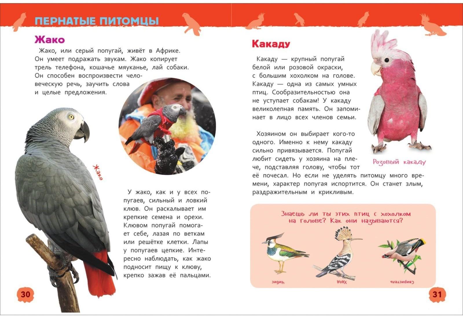 Энциклопедия для детского сада «Домашние питомцы»