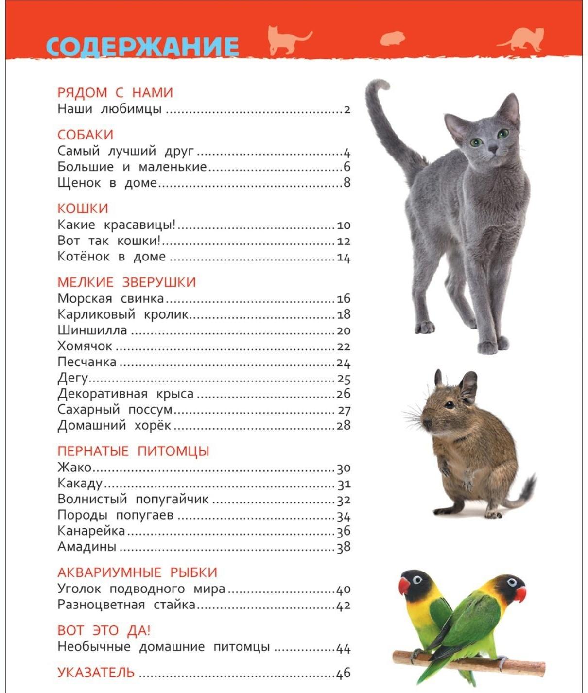 Энциклопедия для детского сада «Домашние питомцы»