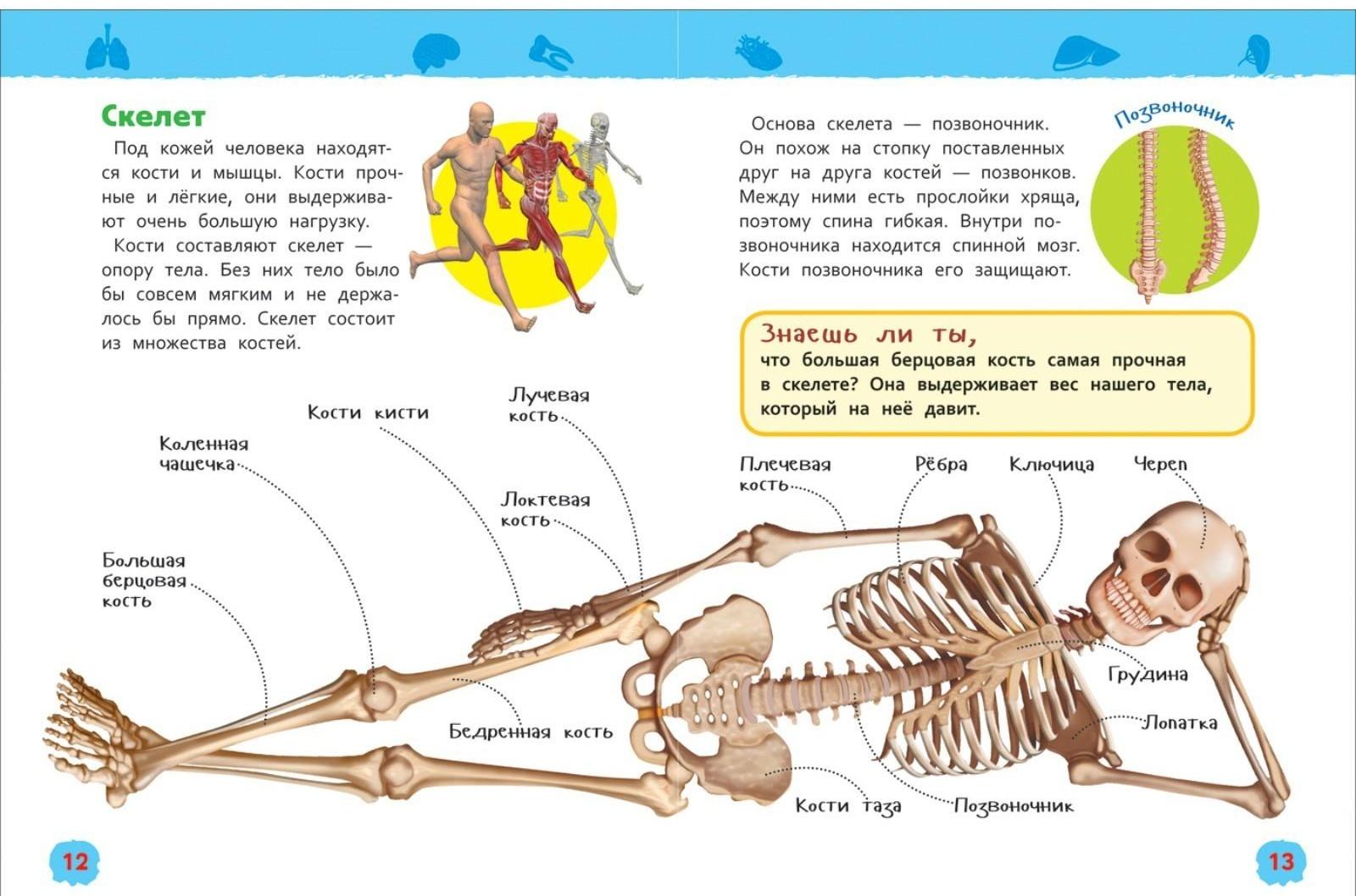 Энциклопедия для детского сада «Тело человека»