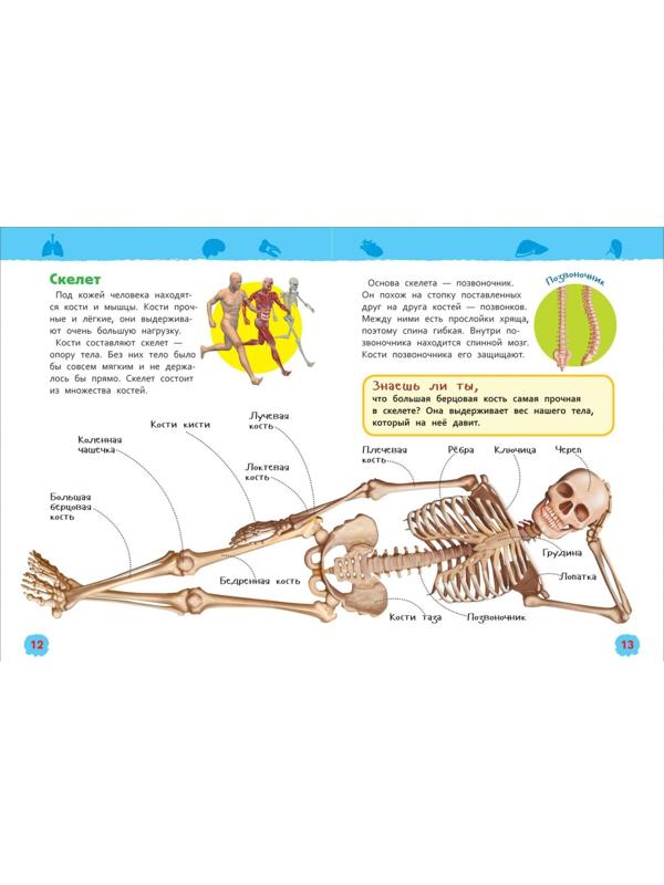 Энциклопедия для детского сада «Тело человека»