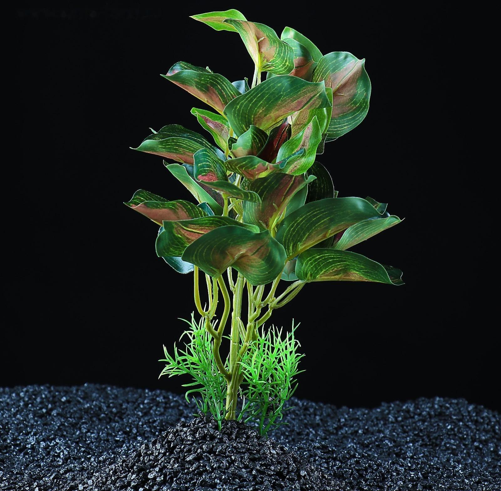 Растение аквариумное 