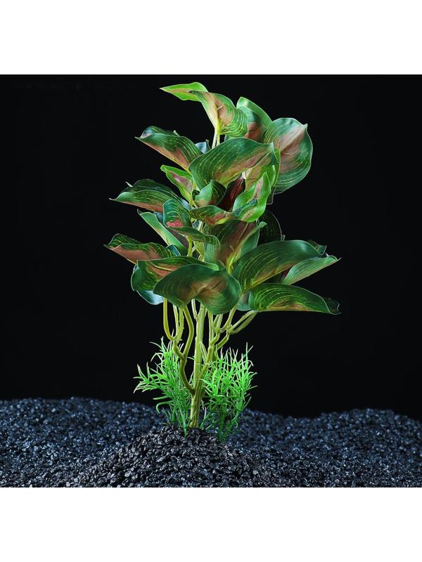 Растение аквариумное 