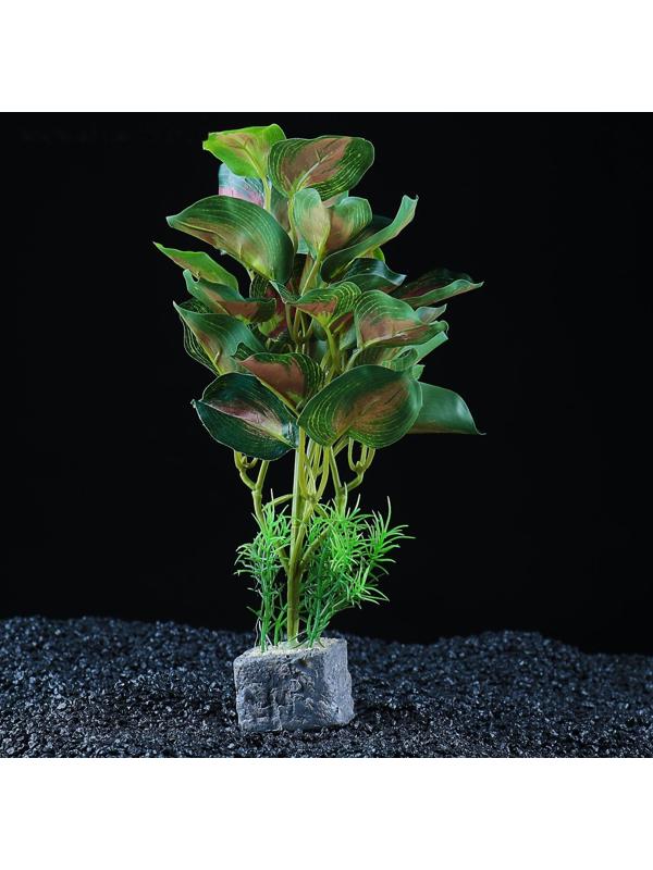 Растение аквариумное 