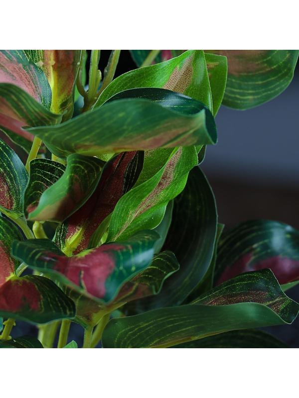 Растение аквариумное 