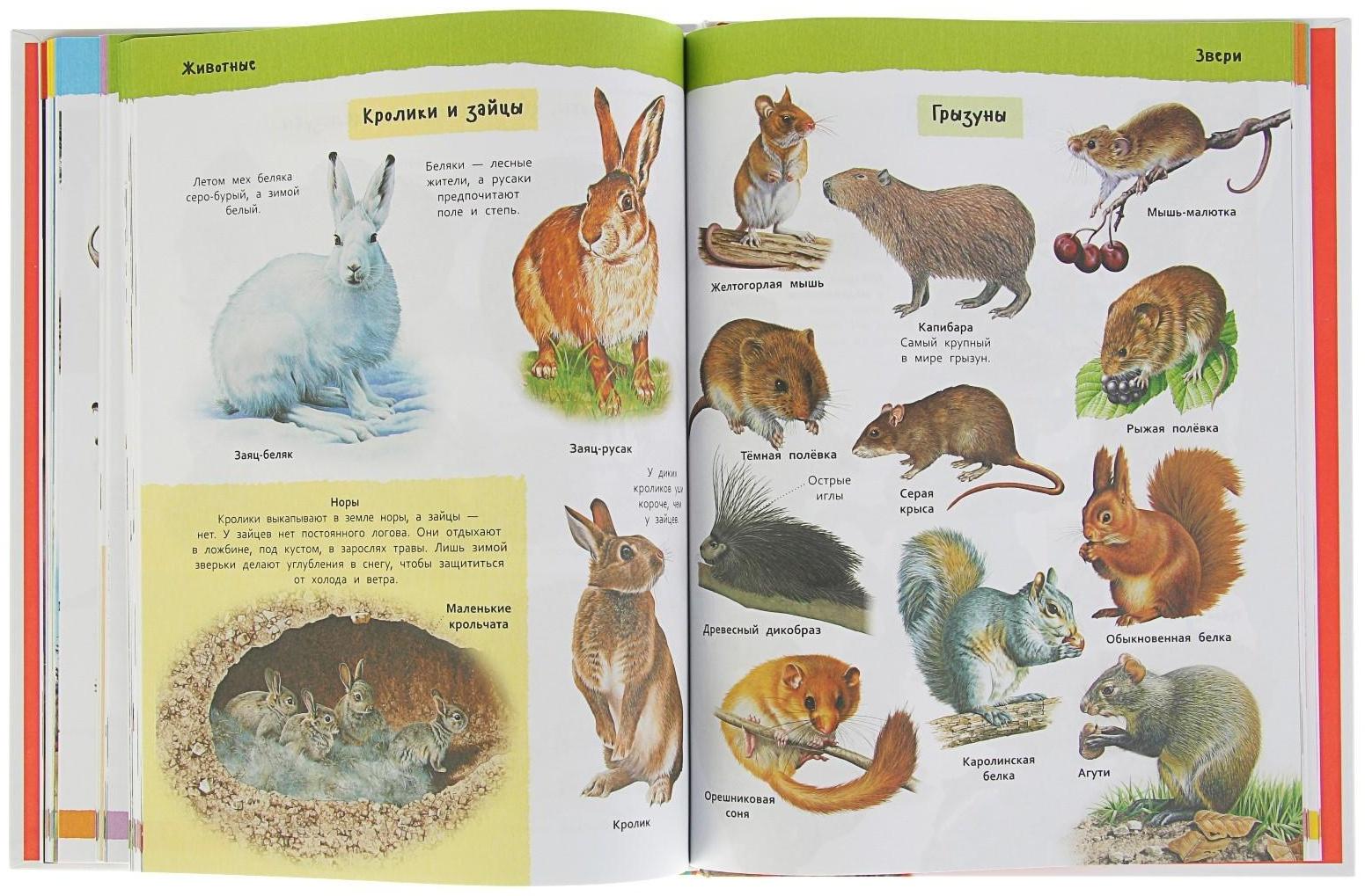 Большая иллюстрированная энциклопедия