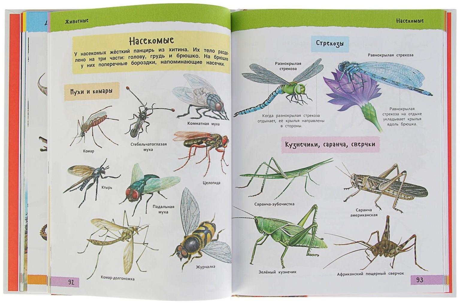 Большая иллюстрированная энциклопедия