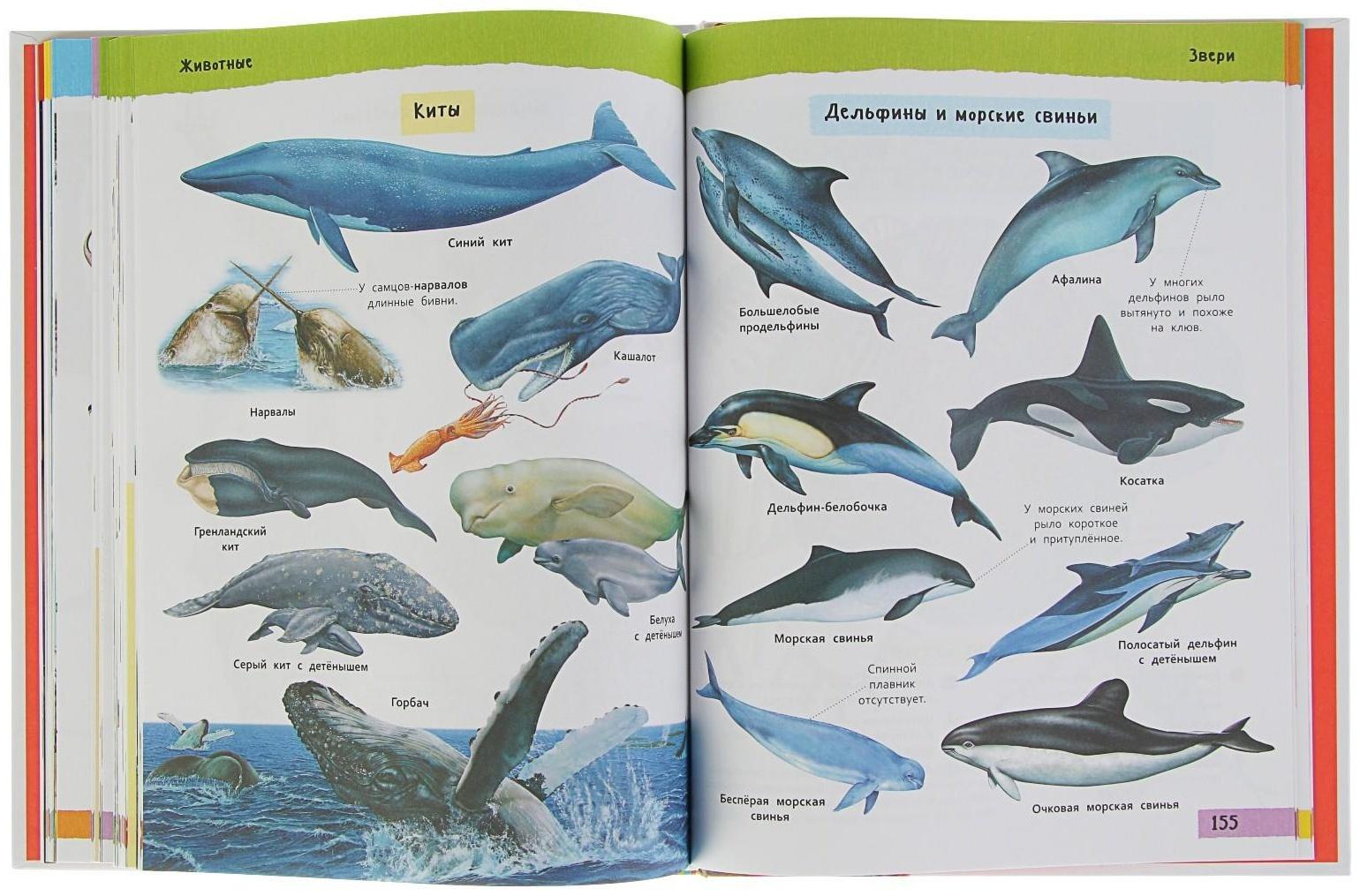 Большая иллюстрированная энциклопедия