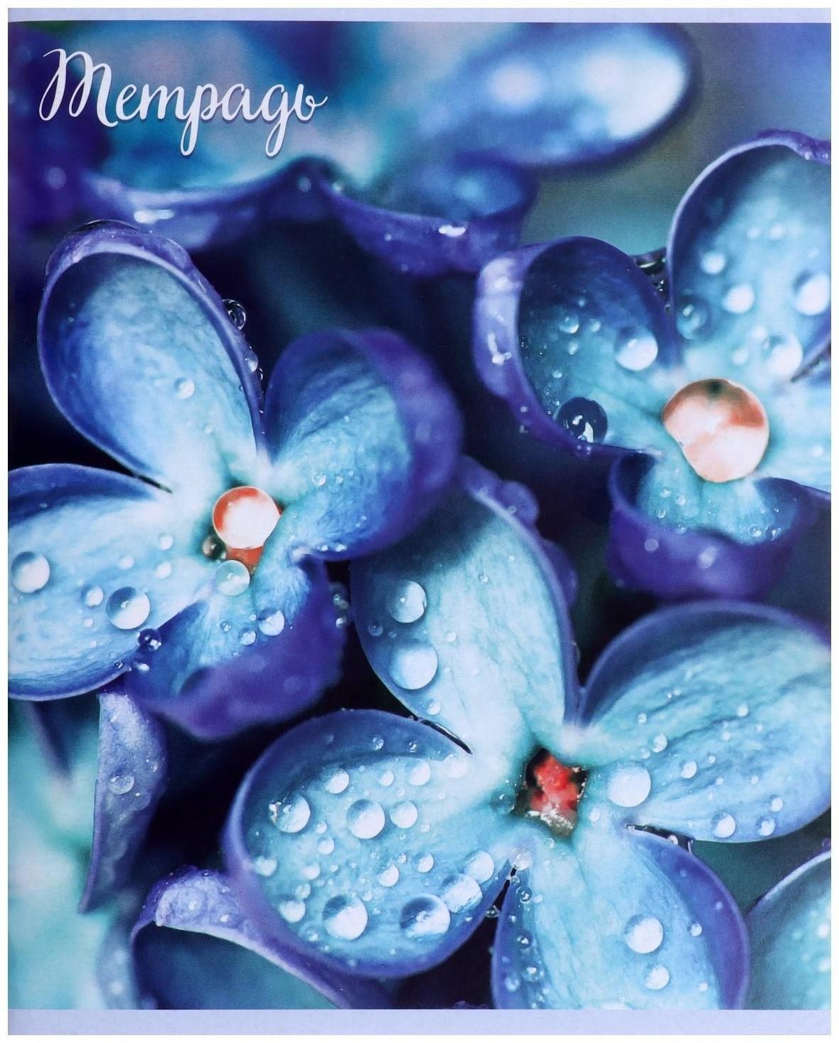 Тетрадь 96 листов в клетку 