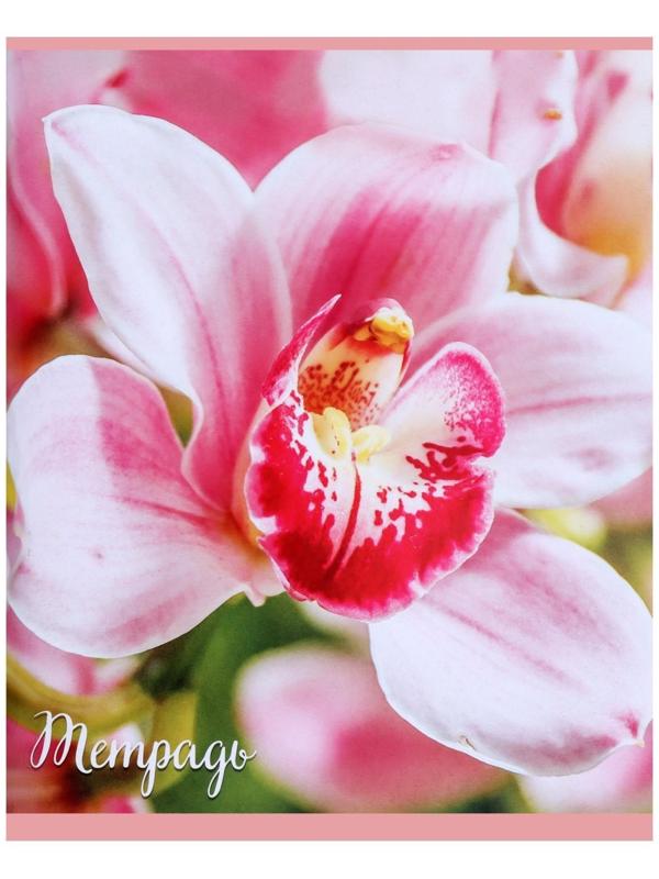 Тетрадь 96 листов в клетку 