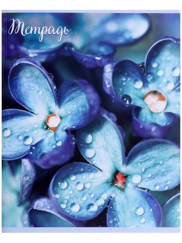 Тетрадь 96 листов в клетку 