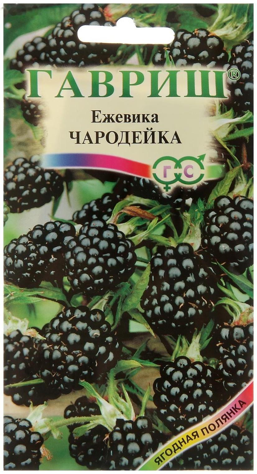 Семена Ежевика 