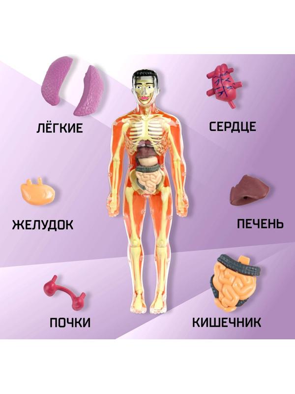 Научный опыт «Строение тела»