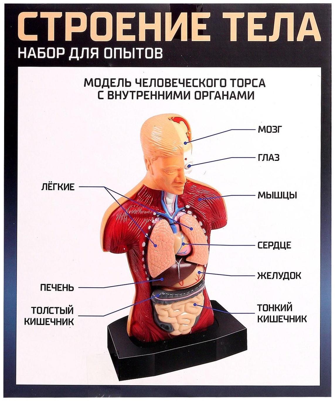 Научный опыт «Строение тела»