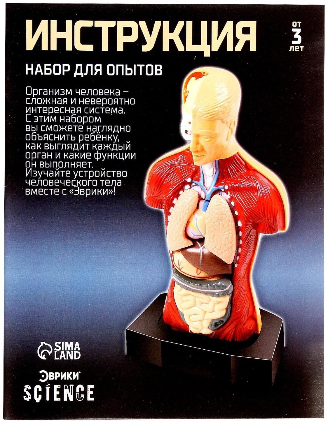 Научный опыт «Строение тела»