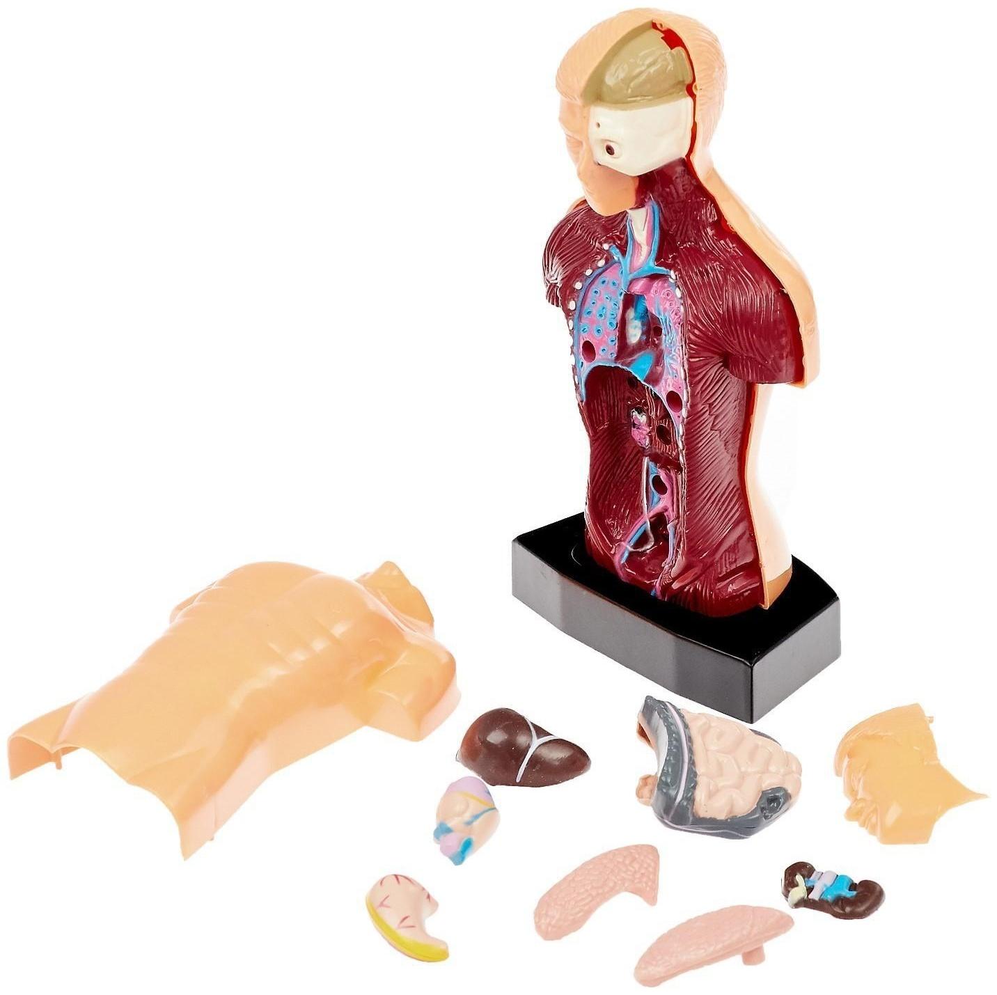 Научный опыт «Строение тела»