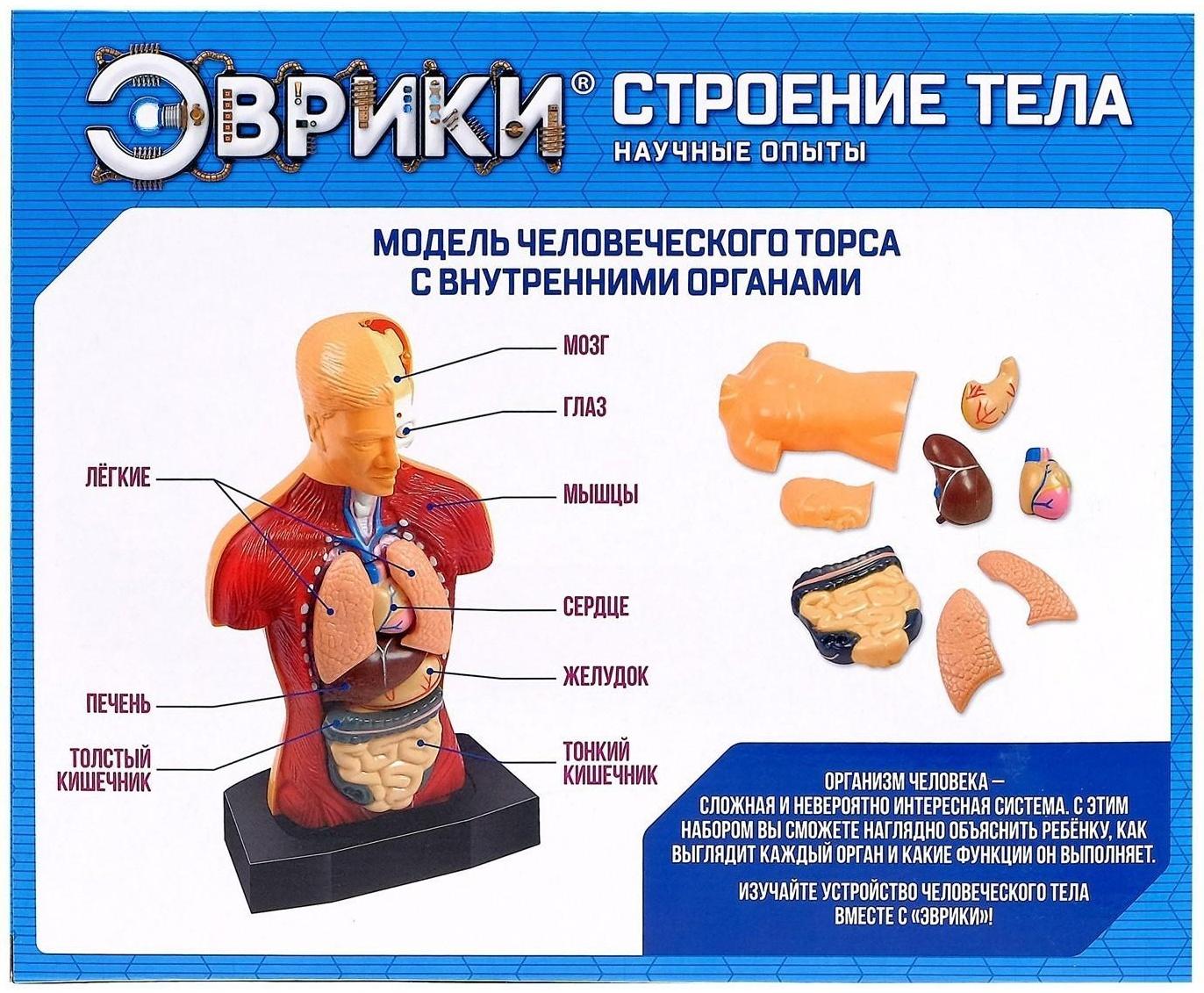 Научный опыт «Строение тела»