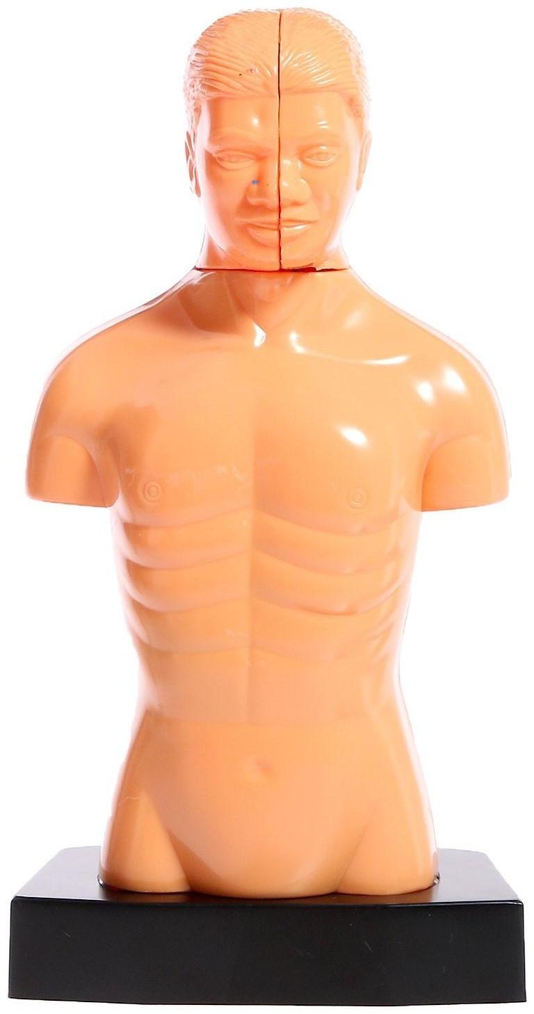 Научный опыт «Строение тела»