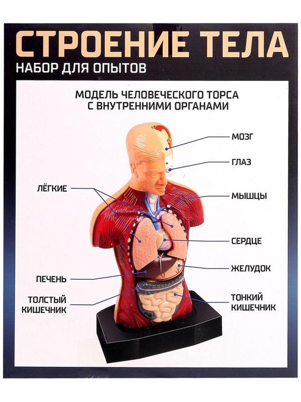 Научный опыт «Строение тела»