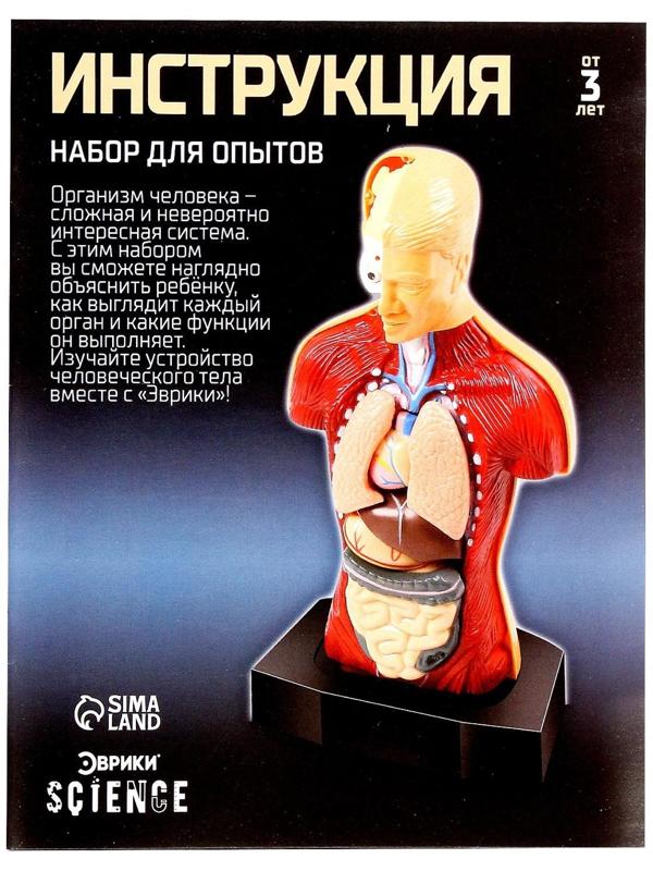 Научный опыт «Строение тела»