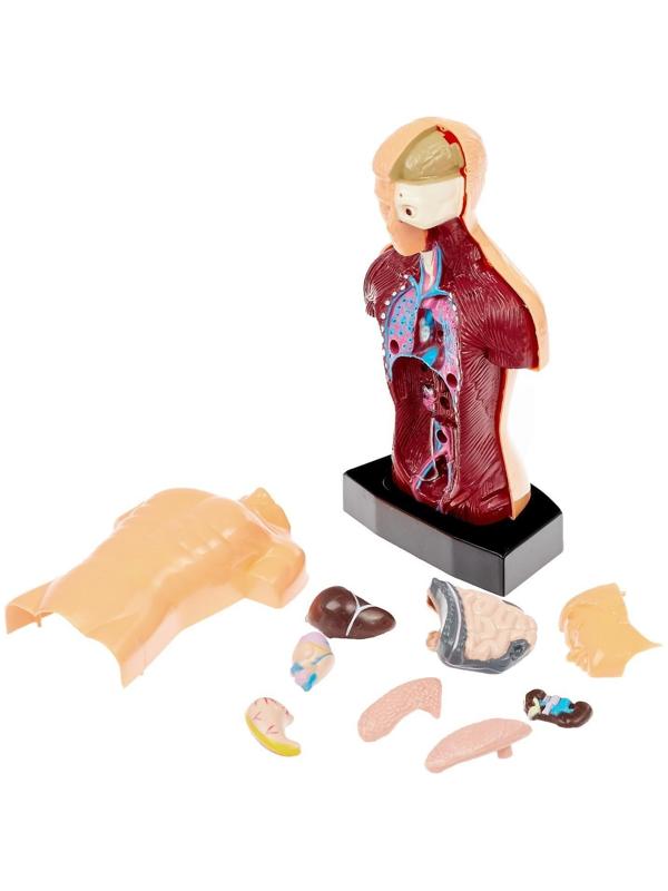 Научный опыт «Строение тела»