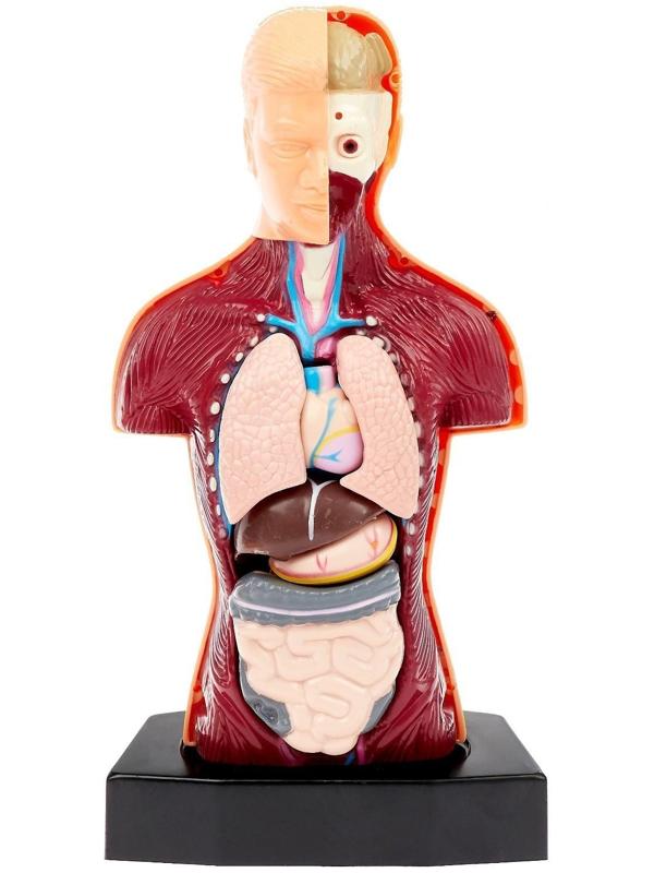 Научный опыт «Строение тела»