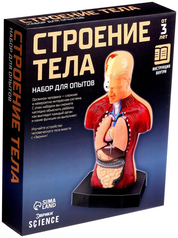 Научный опыт «Строение тела»