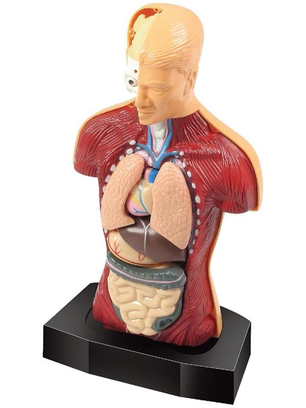 Научный опыт «Строение тела»