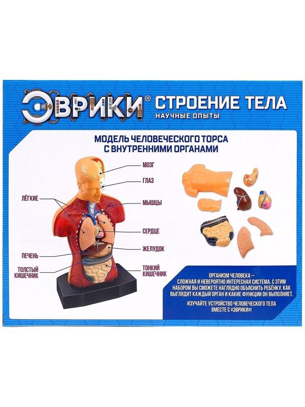 Научный опыт «Строение тела»