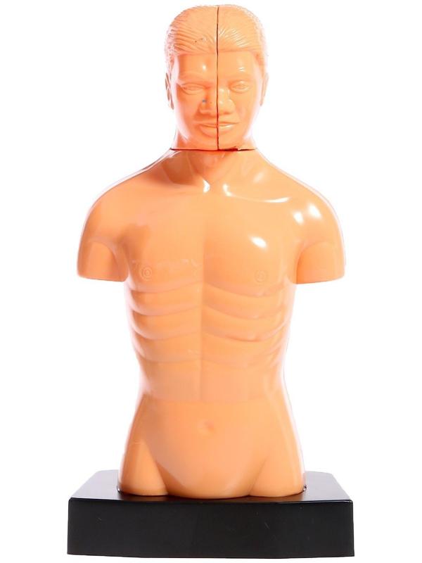 Научный опыт «Строение тела»