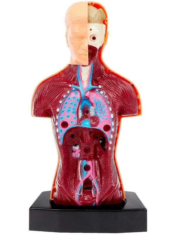 Научный опыт «Строение тела»