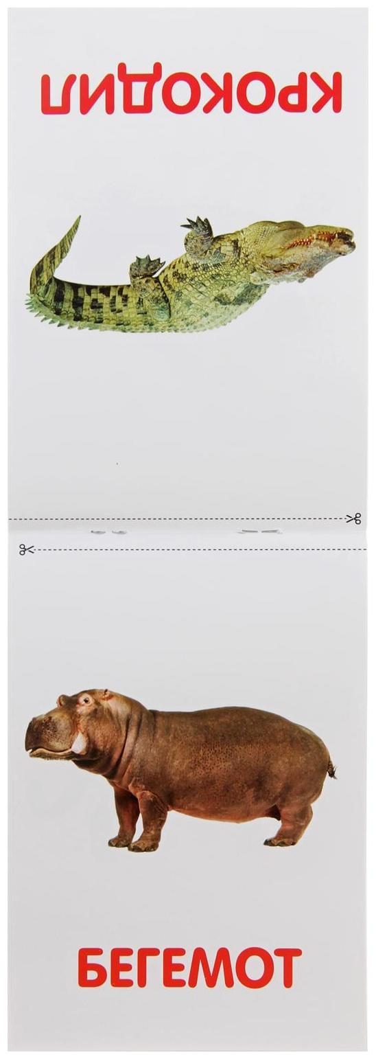 Обучающая книжка по методике Г. Домана «Животные Африки», 20 стр.