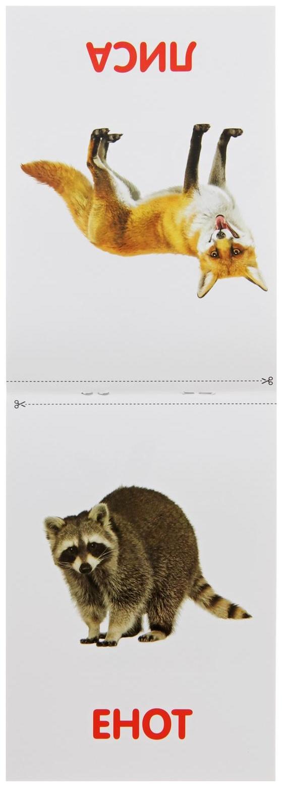 Обучающая книжка по методике Г. Домана «Лесные животные», 20 стр.