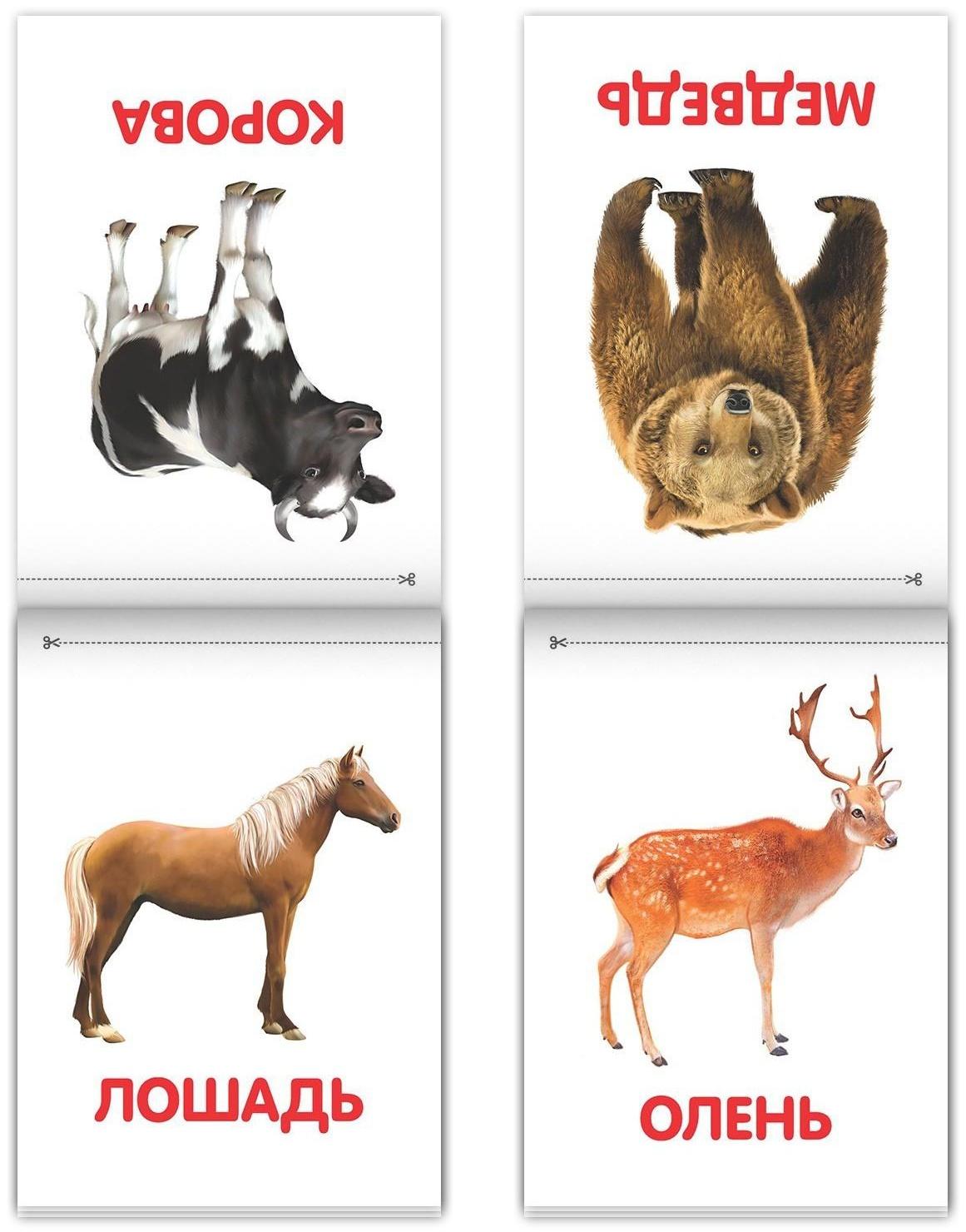 Книги «Карточки Домана на скрепке», набор, 8 шт. по 20 стр.