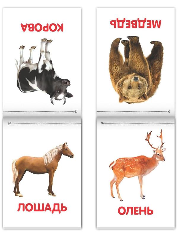 Книги «Карточки Домана на скрепке», набор, 8 шт. по 20 стр.