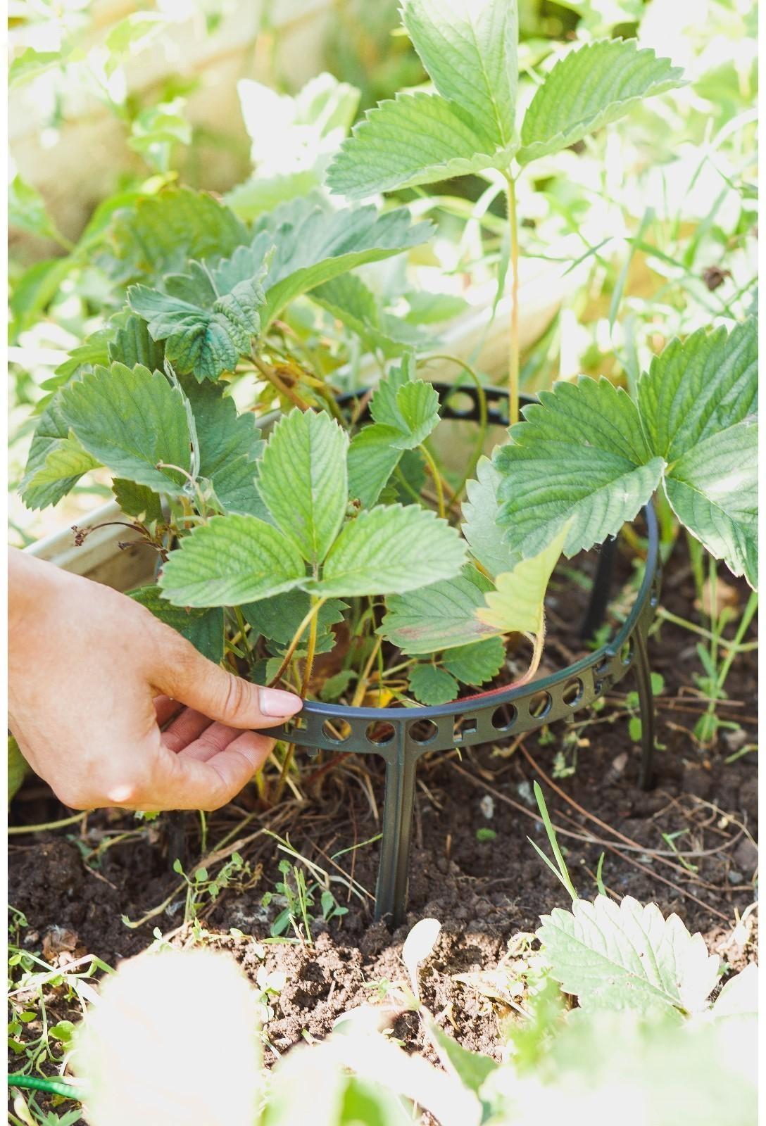 Кустодержатель для клубники, d = 11 см, пластик, набор 10 шт., цвет МИКС