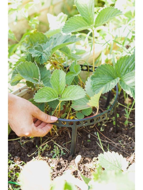 Кустодержатель для клубники, d = 11 см, пластик, набор 10 шт., цвет МИКС