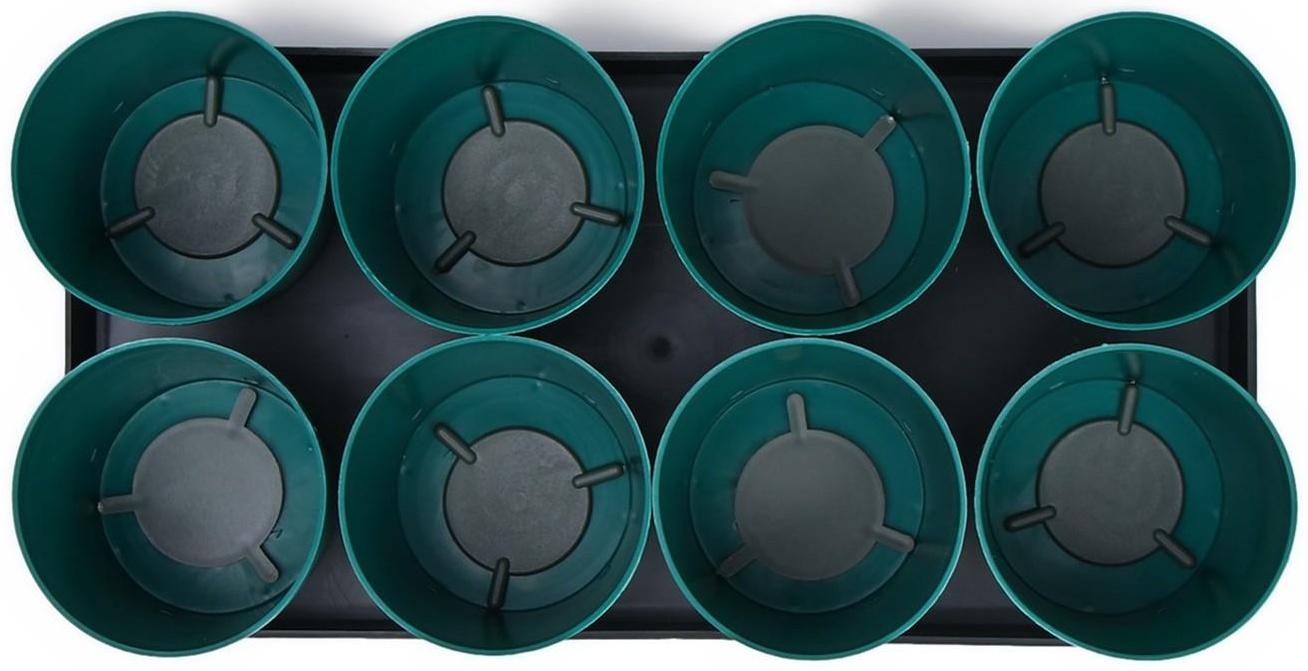 Набор для рассады: стаканы по 500 мл (8 шт.), поддон 40 × 20 см, цвет МИКС, Greengo