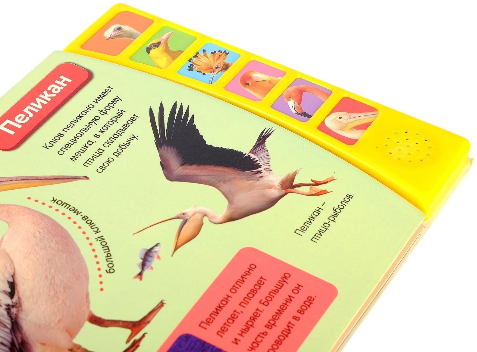 Музыкальная книга «Экзотические птицы», 12 стр.