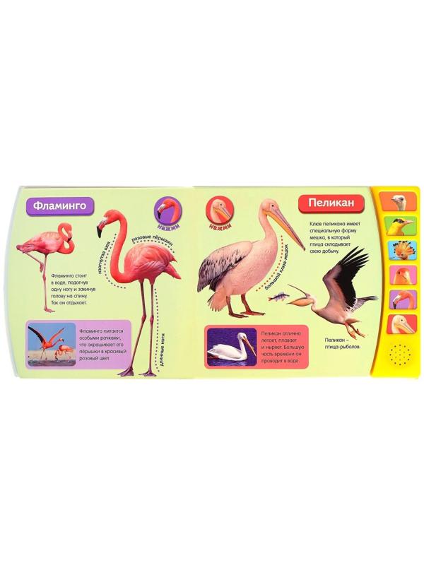 Музыкальная книга «Экзотические птицы», 12 стр.