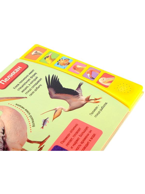 Музыкальная книга «Экзотические птицы», 12 стр.