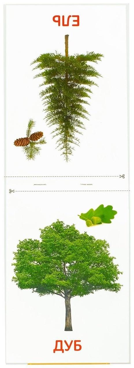 Обучающие карточки Г. Домана «Деревья», на скрепке, 20 стр.