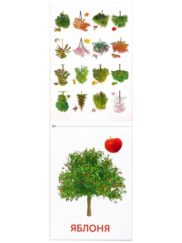 Обучающие карточки Г. Домана «Деревья», на скрепке, 20 стр.