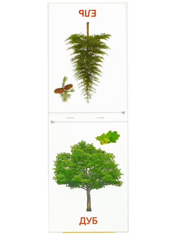 Обучающие карточки Г. Домана «Деревья», на скрепке, 20 стр.