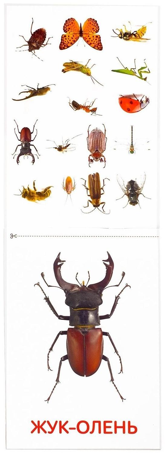 Обучающие карточки Г. Домана «Насекомые», на скрепке, 20 стр.