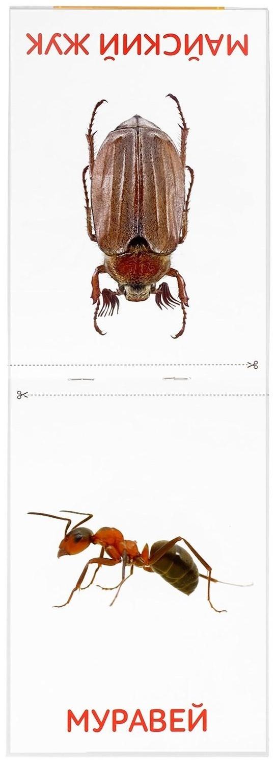 Обучающие карточки Г. Домана «Насекомые», на скрепке, 20 стр.