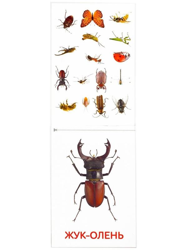 Обучающие карточки Г. Домана «Насекомые», на скрепке, 20 стр.
